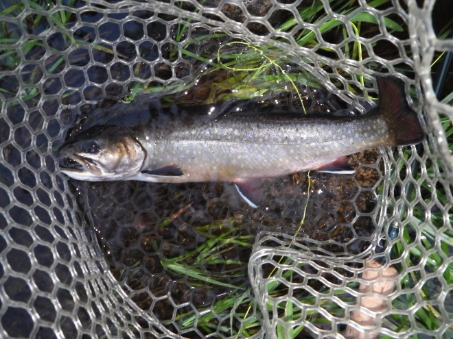 13" Brook Trout