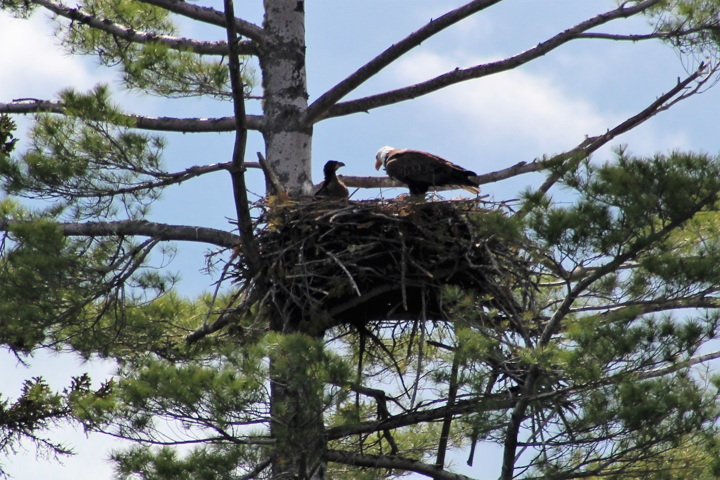 The Eaglet Being Fed