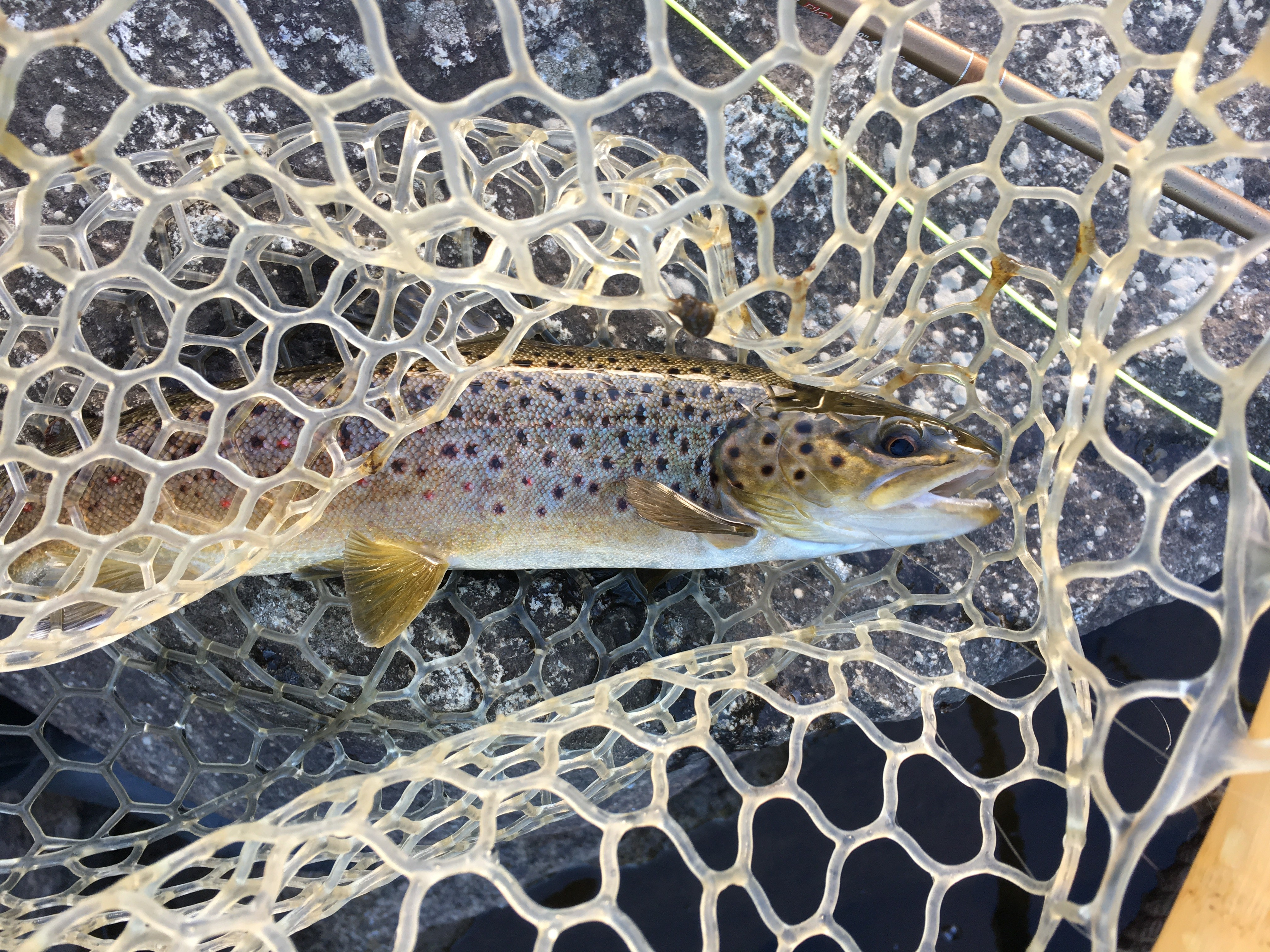 Tony's 10.5-Inch Brown Trout