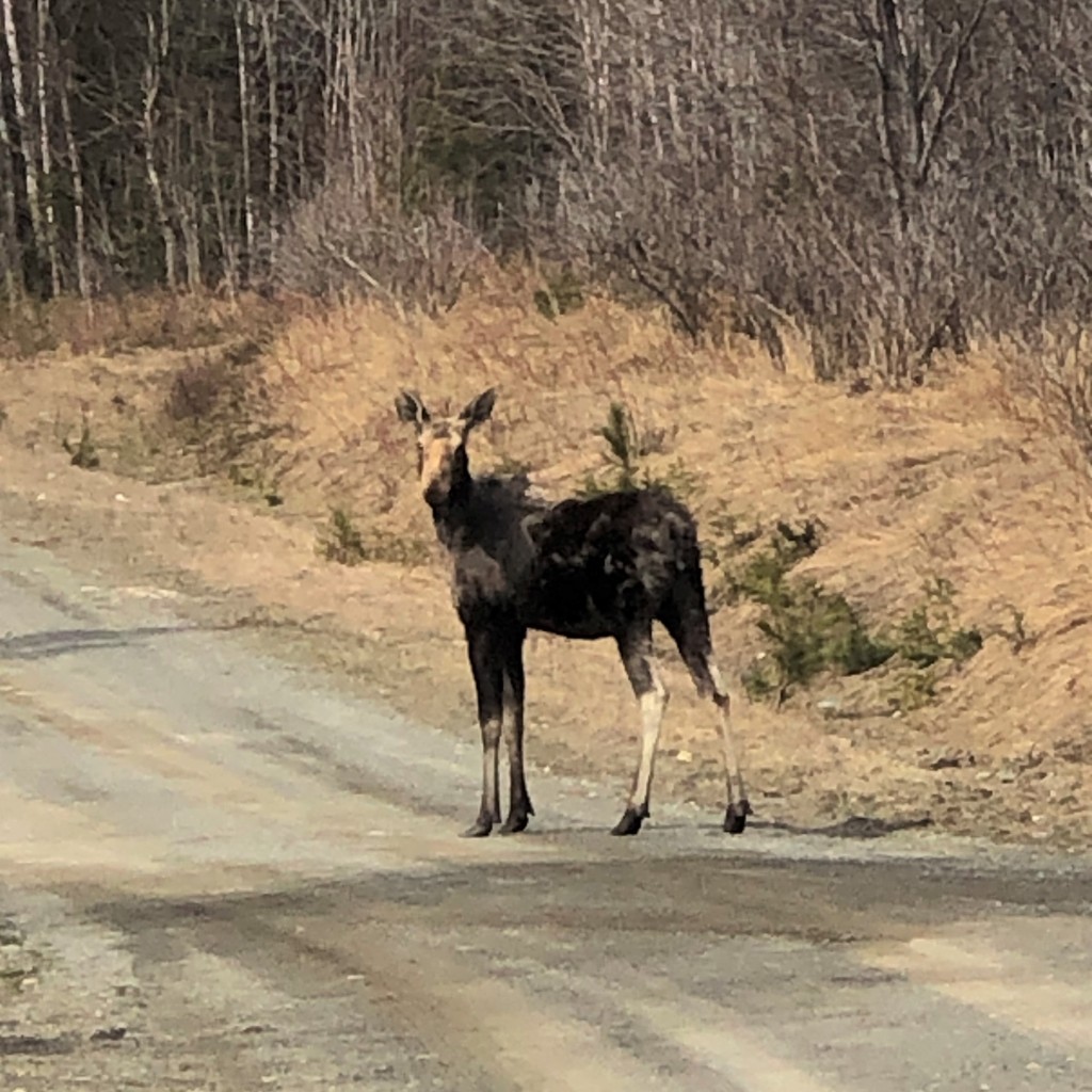 One of Four Moose that We Saw on Monday